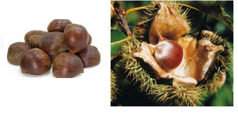 chestnut
